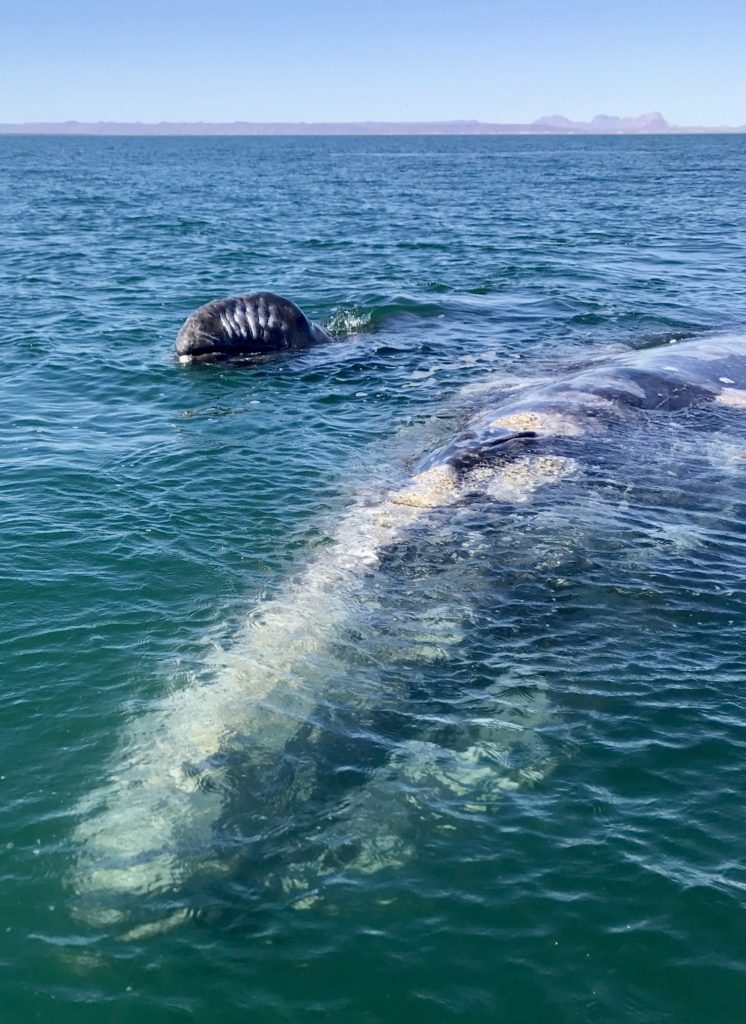 Friendly Whales of Baja Mom and Calf San Ignacio Lagoon