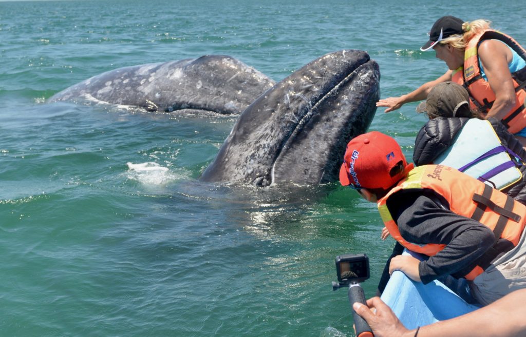 Two Curious and Friendly Gray Whales Come up to our Boat in Baja