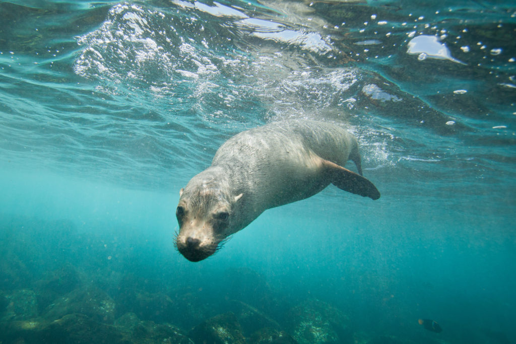 Snorkeling with a Curious Sea Lion. Authentic Eco-Adventures in Isla Espiritu Santo, Baja California