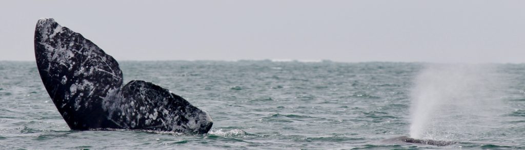 Friendly Whales of Baja Tail and Spout