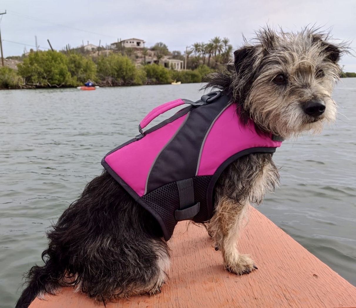 Mexican Street Dog Pichi Pangui in Baja