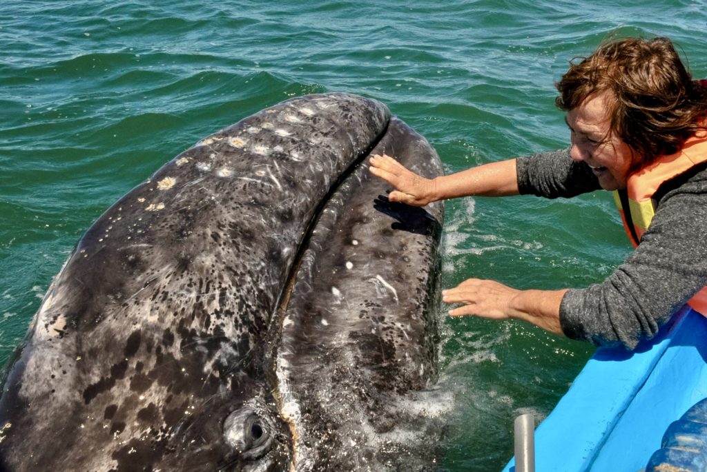 Authentic Eco-Adventures. Pet a Friendly Gray Whales in San Ignacio Lagoon, Baja California