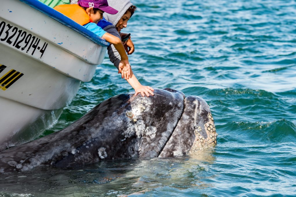 Petting Friendly Whales of Baja that Swim right up to our boat