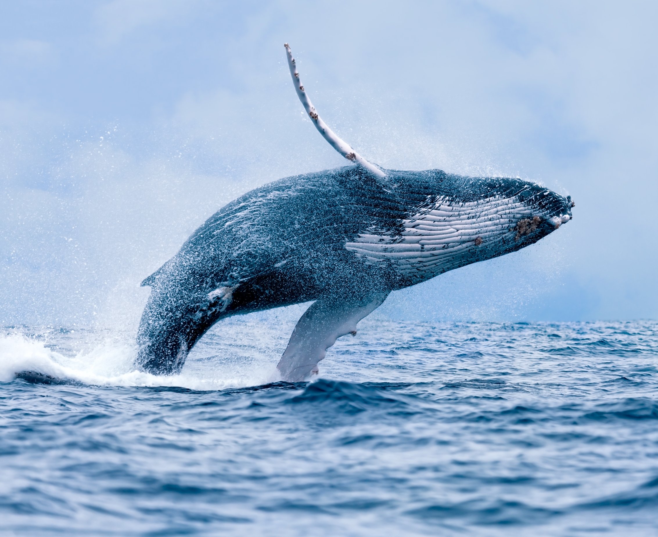 Breaching Humpback Whale in Gulf of California Baja California Mexico