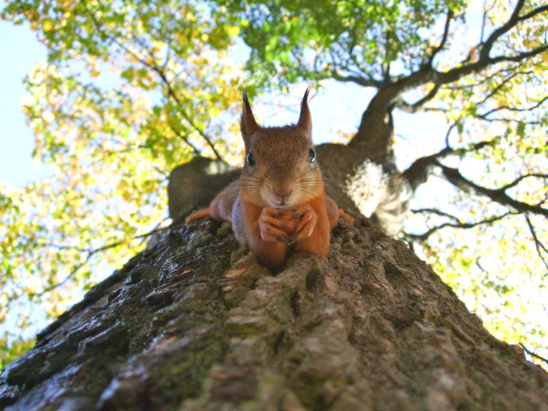 Funny Curious Squirrel Hanging Vertically On a Tree