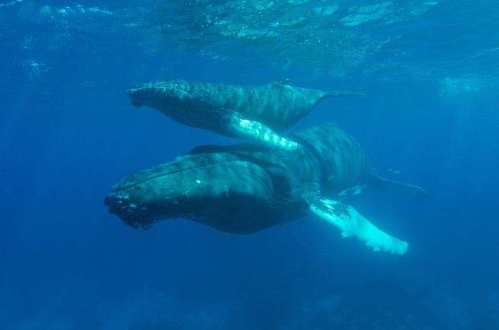 Whales Can Help Combat Climate Change 